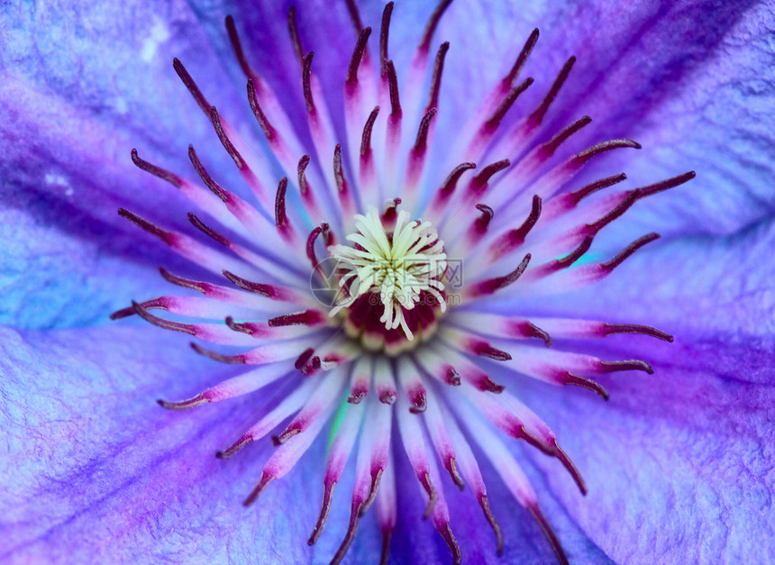 紫花花花瓣宏观植物花店琴弦蓝色花园雌蕊紫色照片图片