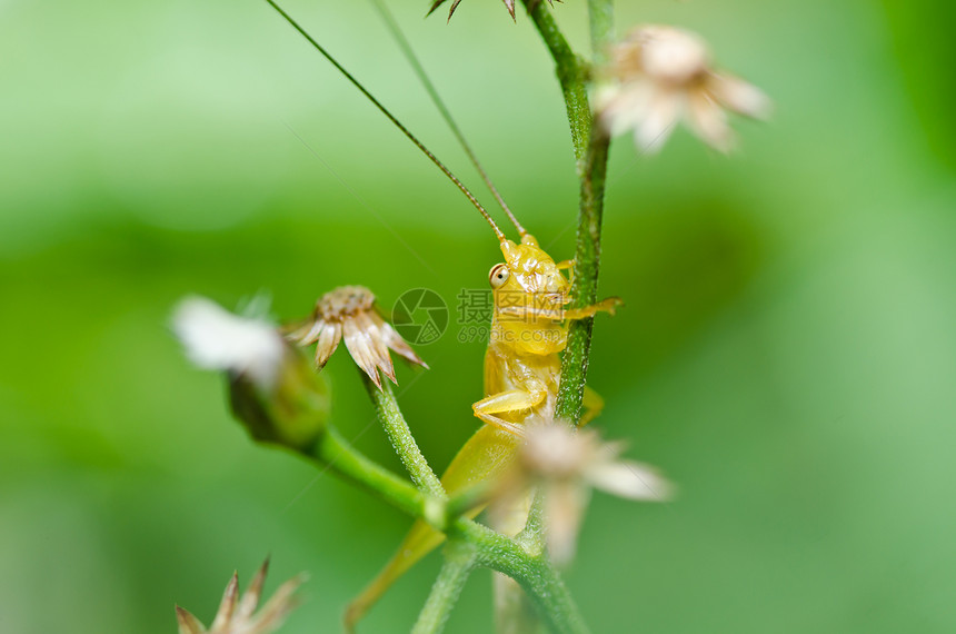 绿色天然的生活害虫荒野刺槐宏观草地蚱蜢肌肉蟋蟀叶子图片