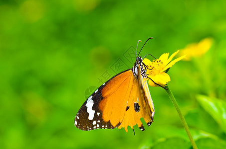 绿色的蝴蝶黄色黑色昆虫翅膀背景图片