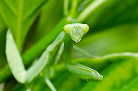 绿色霸道的螳螂绿性白蚁螳螂宏观荒野爪子漏洞野生动物猎人叶子眼睛生活背景