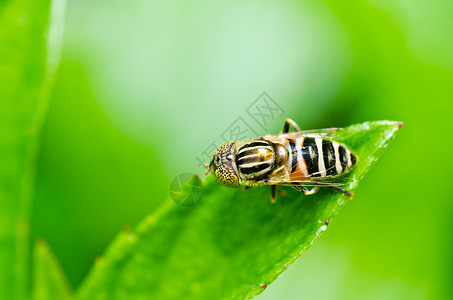果果文件或绿色性质的鲜花文件苍蝇黄色动物学翅膀蜜蜂野生动物条纹昆虫宏观背景图片