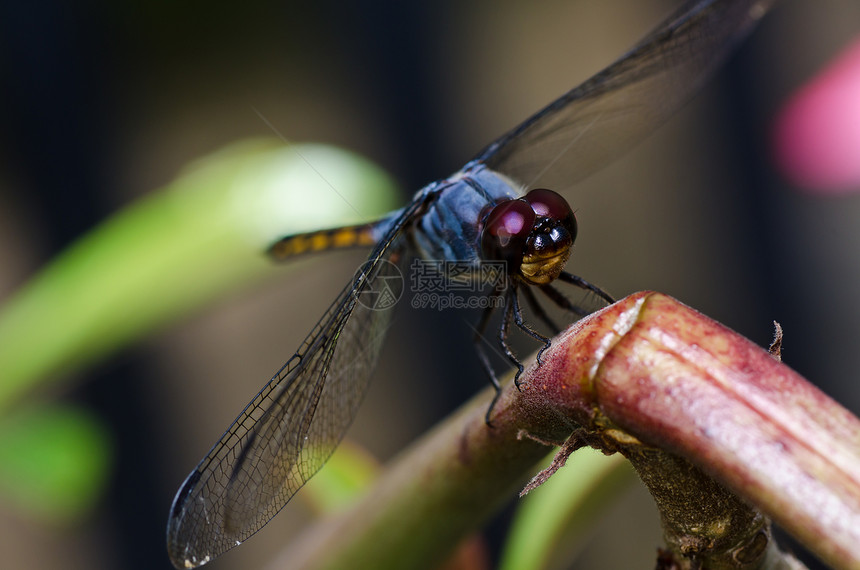 花园中的生活蜻蜓翅膀漏洞绿色追逐者眼睛野生动物昆虫宏观图片
