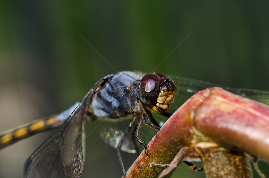 花园中的眼睛追逐者野生动物宏观绿色生活昆虫漏洞蜻蜓翅膀图片