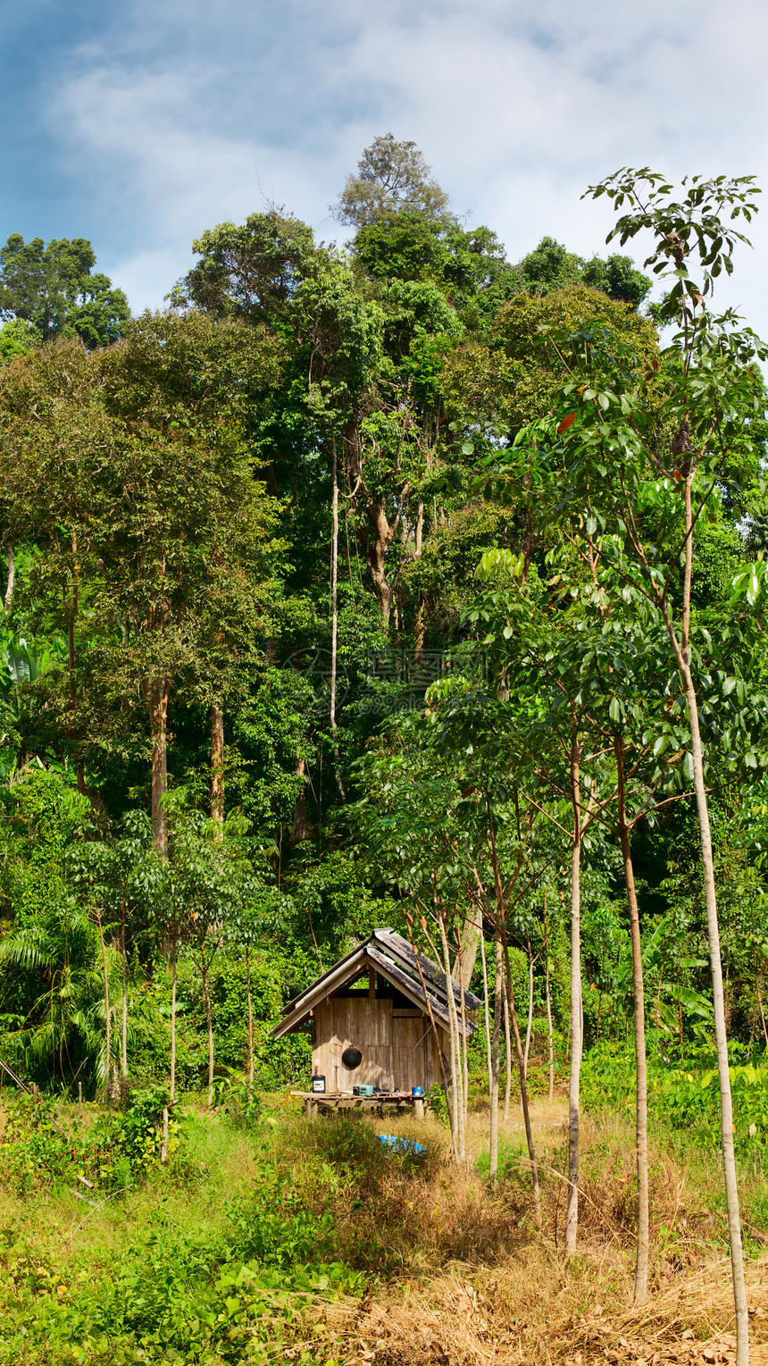 泰林房子植物风景农村丛林叶子国家照片藤本植物树干图片