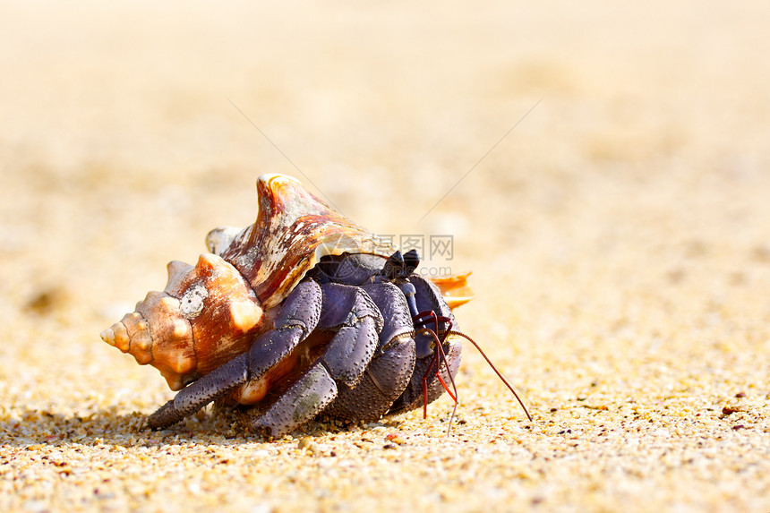 蟹天空假期生态海岸线热带海岸荒野海洋海滩贝壳图片
