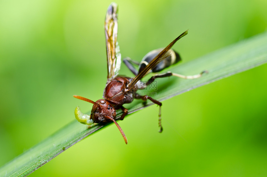 绿性黄蜂或花园翅膀昆虫害虫蜜蜂宏观黄色夹克金子条纹黑色图片