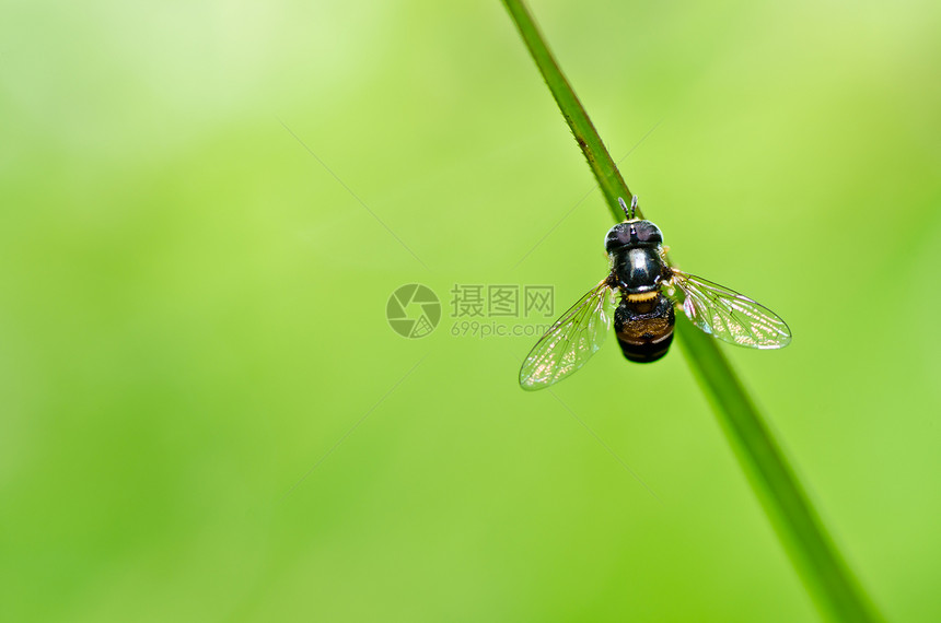 果果文件或绿色性质的鲜花文件野生动物昆虫宏观苍蝇蜜蜂翅膀黄色动物学条纹图片