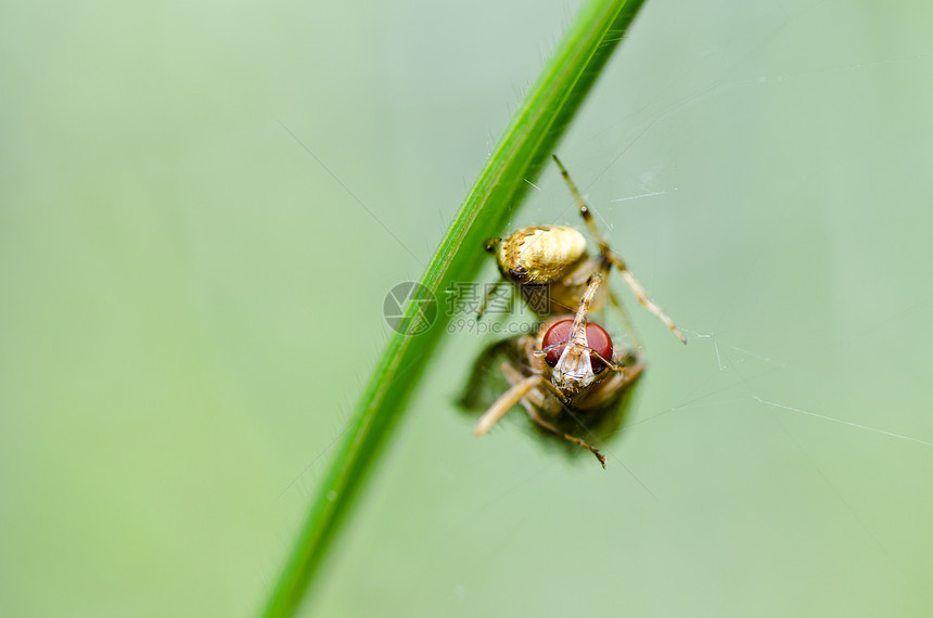 自然的蜘蛛吃苍蝇花园水平危险野生动物宏观网络圆圈昆虫丝绸图片