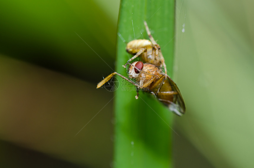 自然的蜘蛛吃苍蝇危险宏观野生动物圆圈水平花园丝绸网络昆虫图片