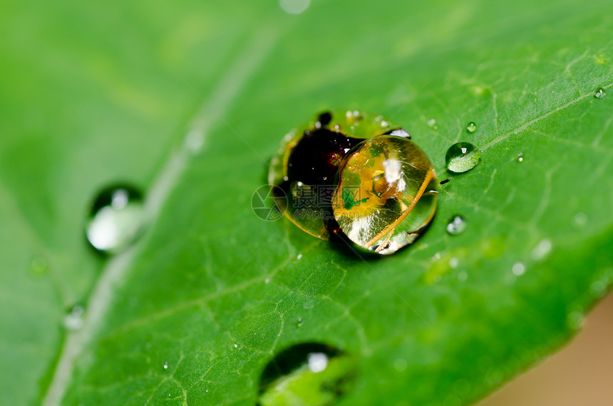 绿色性质的橙色甲虫季节昆虫爬坡公园生物学眼睛宏观生活野生动物阳光图片