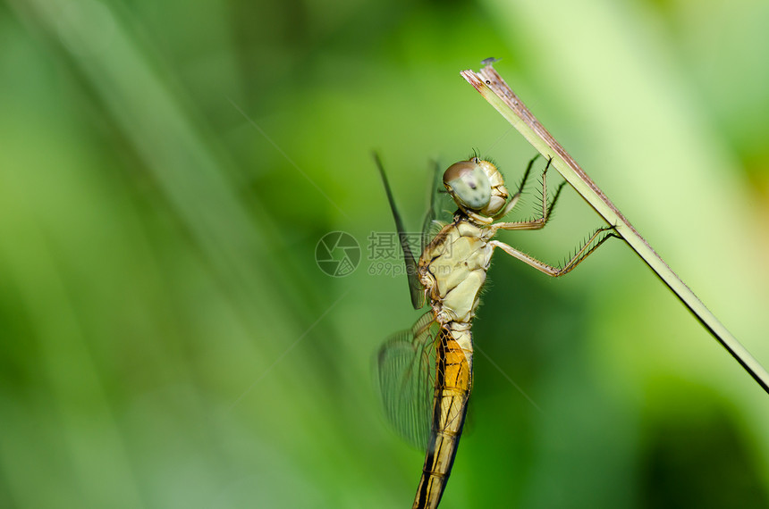 花园中的蜻蜓追逐者野生动物眼睛绿色翅膀漏洞生活宏观昆虫图片
