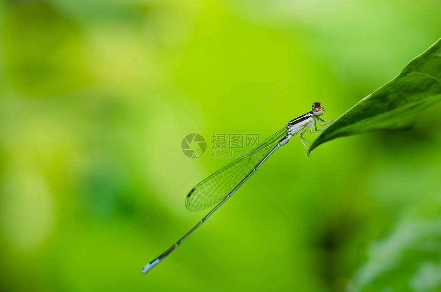 本身或微小的荒野蜻蜓绿色昆虫漏洞野生动物翅膀宏观生活图片