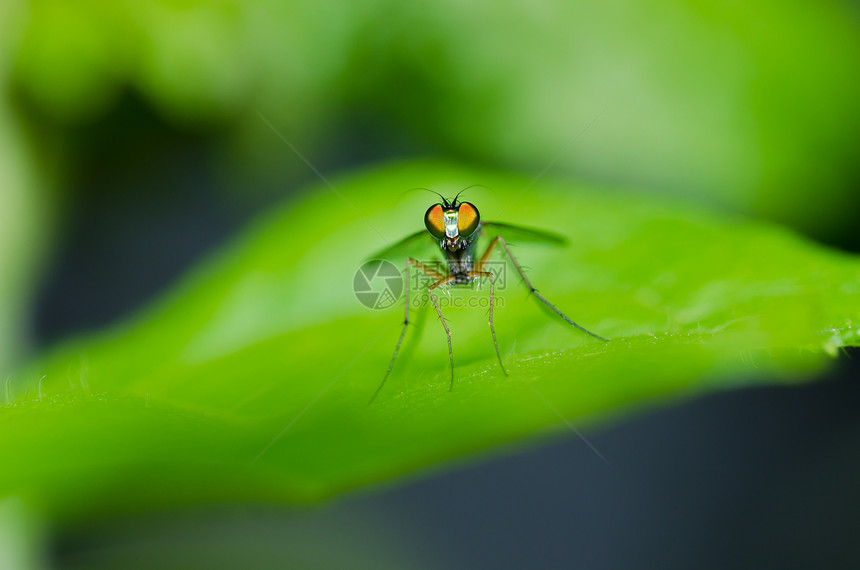 绿绿色长腿飞翅膀红色害虫食物宏观漏洞白色昆虫房子垃圾图片