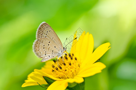 绿色的蝴蝶黄色黑色昆虫翅膀背景图片