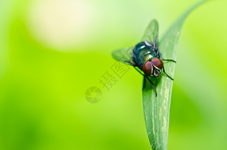 绿色飞行昆虫垃圾白色害虫食物红色房子漏洞宏观翅膀背景图片