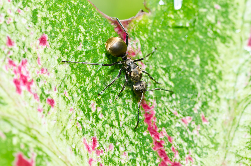 绿色性质黑色的蚂蚁昆虫力量野生动物殖民地触角图片