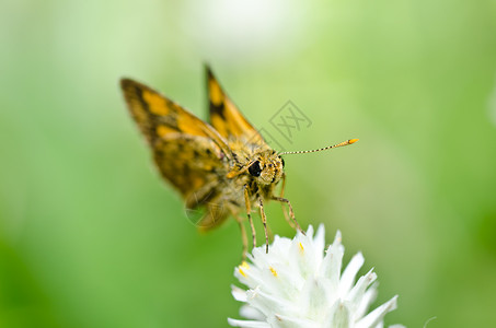 绿色的蝴蝶黄色翅膀昆虫黑色背景图片