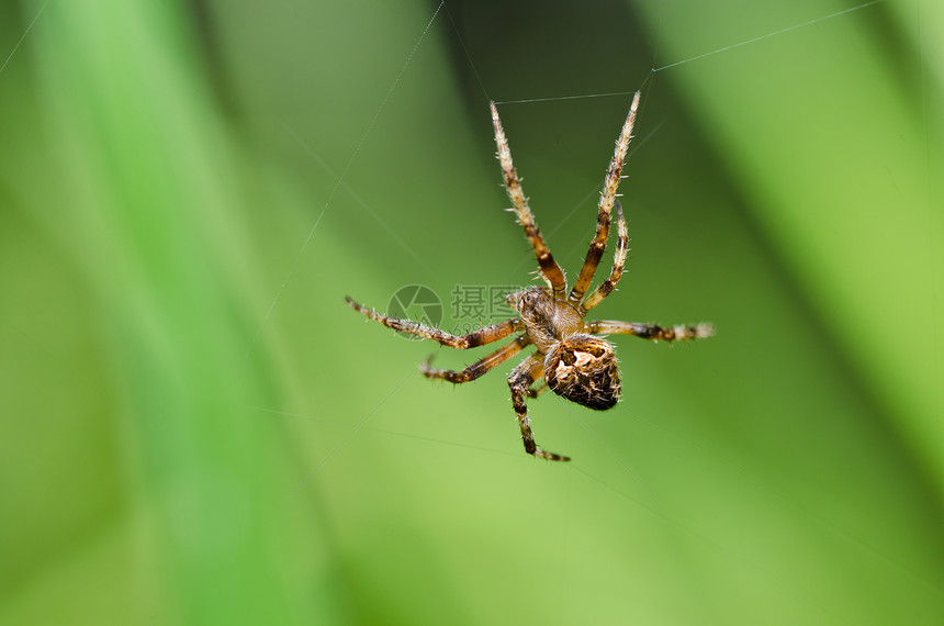蜘蛛性质中的蜘蛛野生动物危险圆圈水平网络昆虫丝绸花园宏观图片