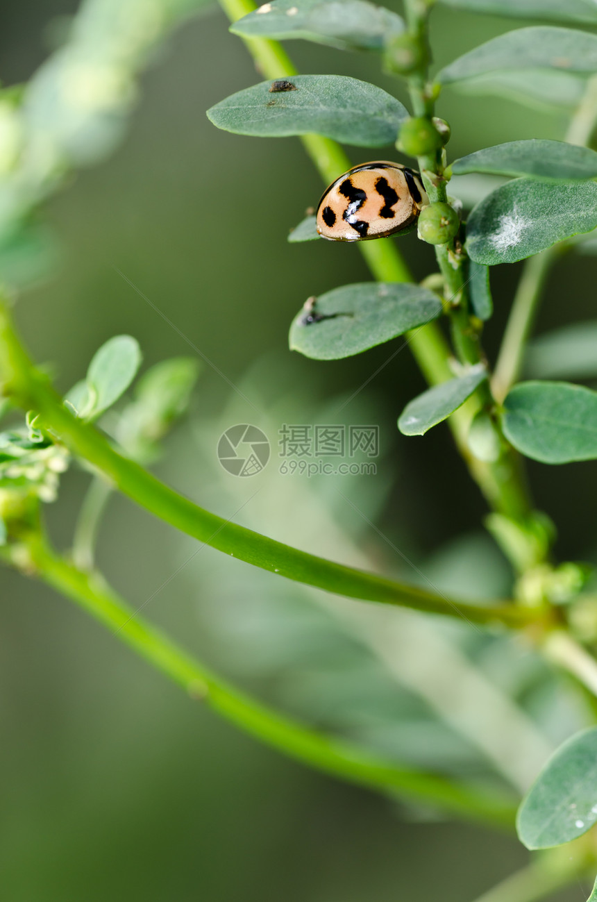 绿色自然中的中性丛林花园生活棕色昆虫甲虫公园生物学眼睛宏观图片