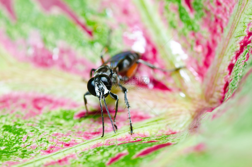 绿性黄蜂或花园白色昆虫夹克蜜蜂金子宏观害虫黄色条纹黑色图片