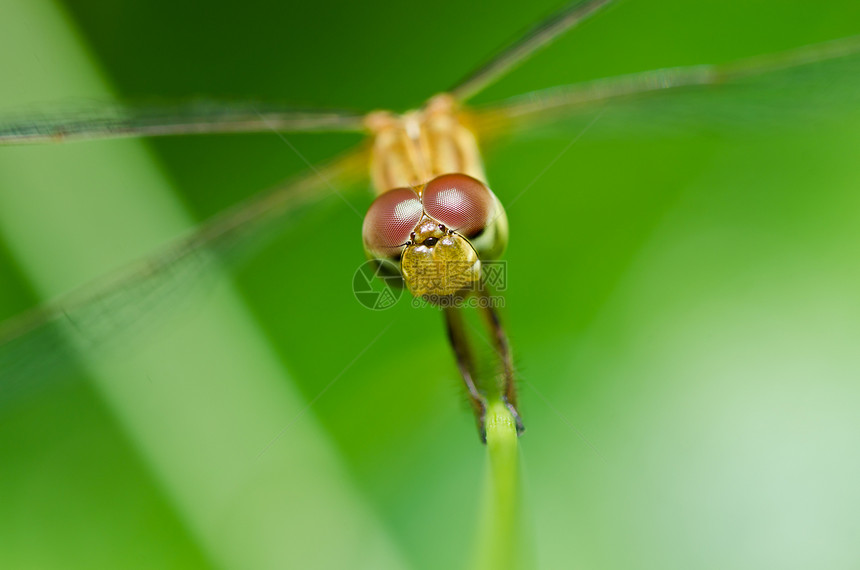 花园中的宏观翅膀追逐者漏洞野生动物昆虫眼睛蜻蜓生活绿色图片