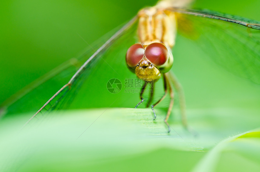 花园中的绿色蜻蜓昆虫宏观翅膀眼睛生活野生动物追逐者漏洞图片
