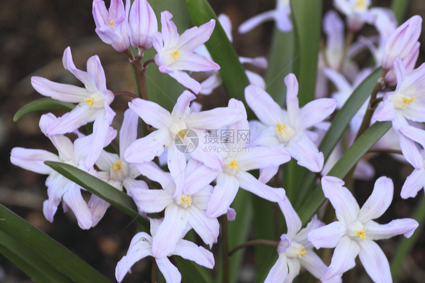 亚辛氏背景香水花园植物群红色植物学弹簧园艺植物叶子绿色图片