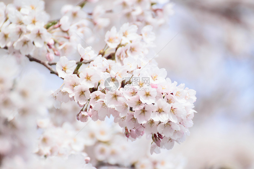 盛开的樱花花樱花植物群粉色植物图片