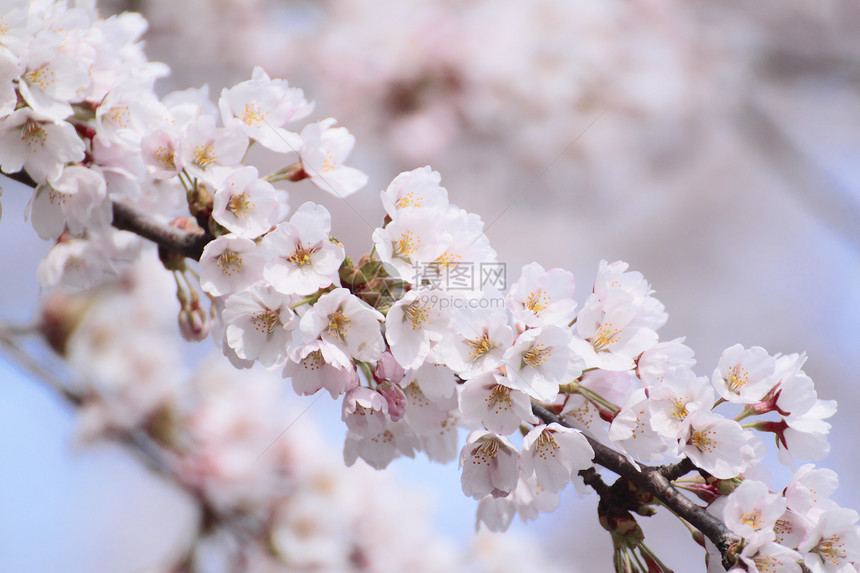 盛开的樱花花樱花植物植物群粉色图片