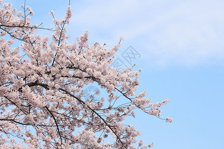 盛开的樱花花植物群樱花植物粉色高清图片