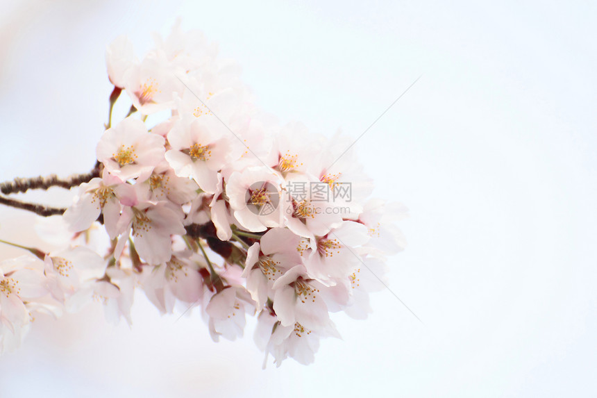 盛开的樱花花粉色植物群植物樱花图片