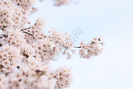 盛开的樱花花樱花粉色植物植物群背景图片