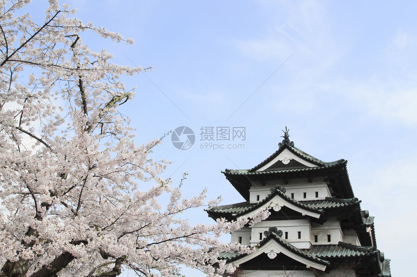 盛开的樱花花樱花粉色蓝色花朵晴天天空花园公园图片