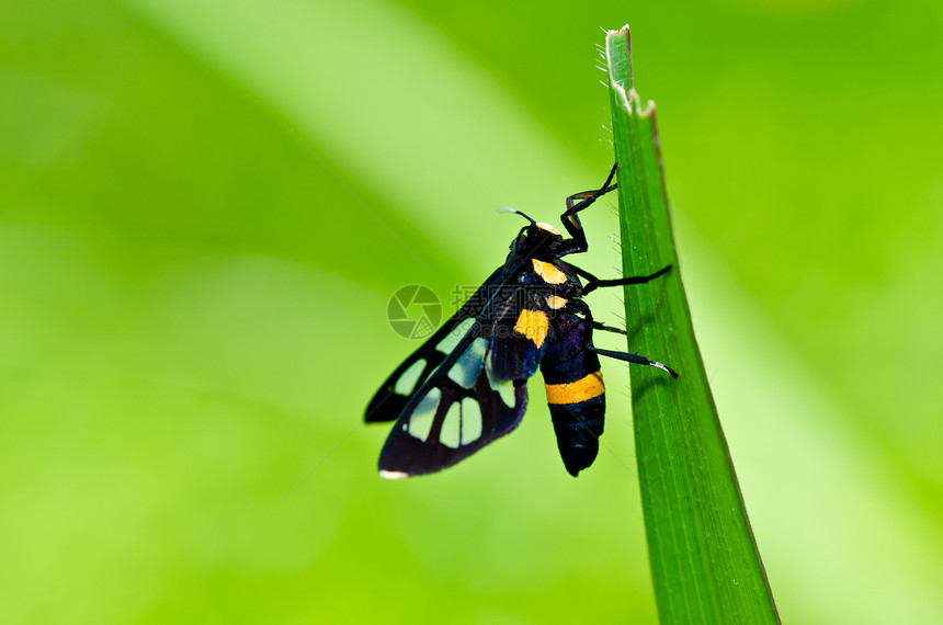 绿色的蝴蝶昆虫翅膀黄色黑色图片