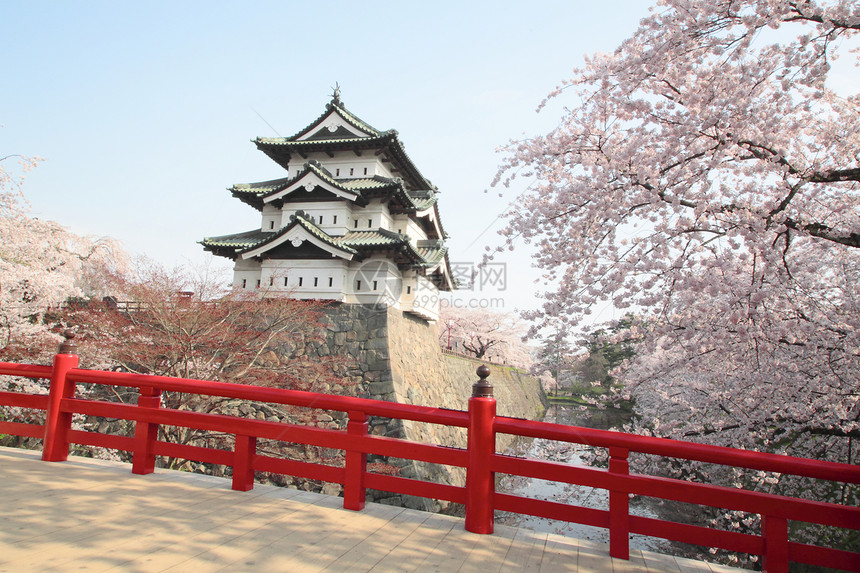 全盛开的樱花花和日本城堡晴天蓝色花朵花园天空樱花公园粉色图片