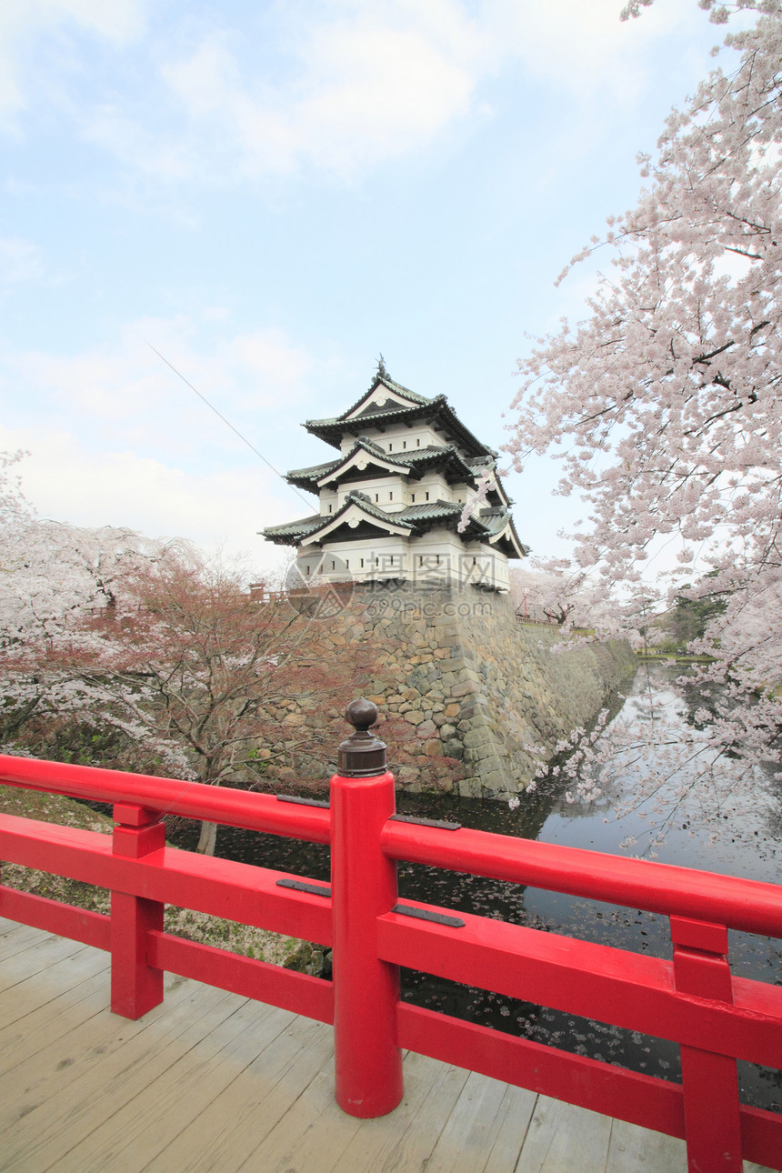全盛开的樱花花和日本城堡粉色公园天空蓝色晴天花园樱花花朵图片