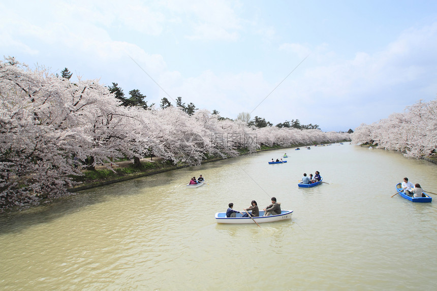 盛开的樱花花粉色蓝色花园晴天花朵天空公园樱花图片