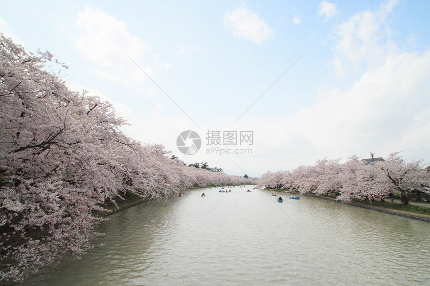 盛开的樱花花粉色晴天花园公园蓝色花朵樱花天空图片