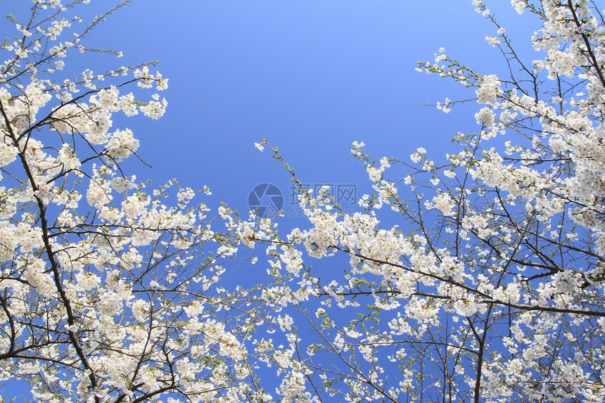 开花在Kakunolate的樱花角馆粉色叶子科学晴天江户美丽季节图片
