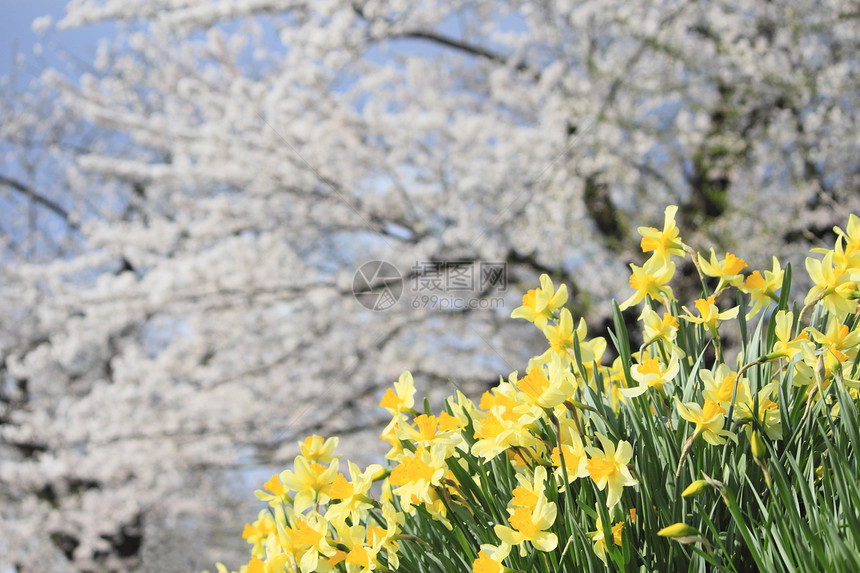 在Kakunodate的樱花和Narcissus种植角馆美丽科学季节晴天水仙江户粉色叶子植物图片