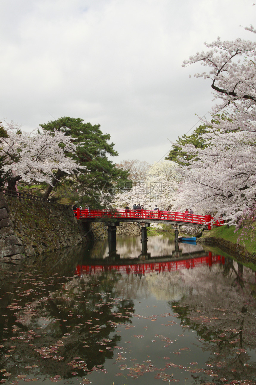 盛开的樱花花蓝色樱花天空花朵花园粉色晴天公园图片