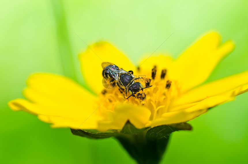 绿性蜜蜂眼睛黄色绿色花园团队工人宏观翅膀荒野花粉图片