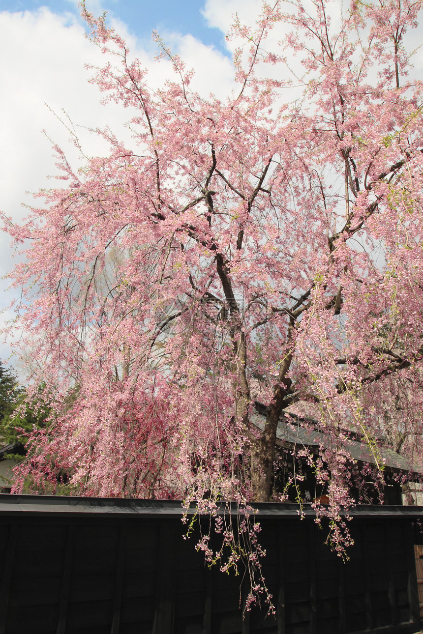 开花在Kakunolate的樱花粉色晴天叶子季节江户美丽角馆科学图片
