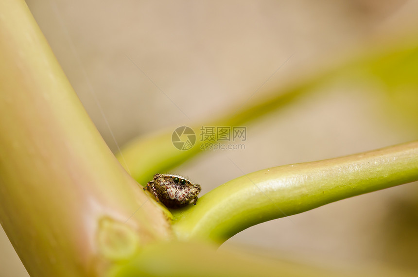 蜘蛛性质中的蜘蛛丝绸网络野生动物宏观危险水平昆虫花园圆圈图片