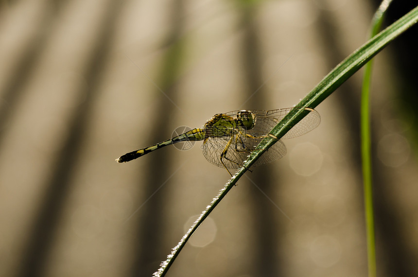 花园中的昆虫追逐者绿色宏观蜻蜓翅膀生活漏洞眼睛野生动物图片