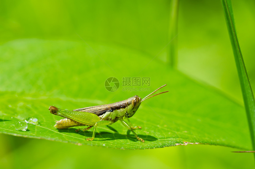 绿色天然的生活肌肉蟋蟀荒野宏观蚱蜢草地叶子翅膀害虫图片
