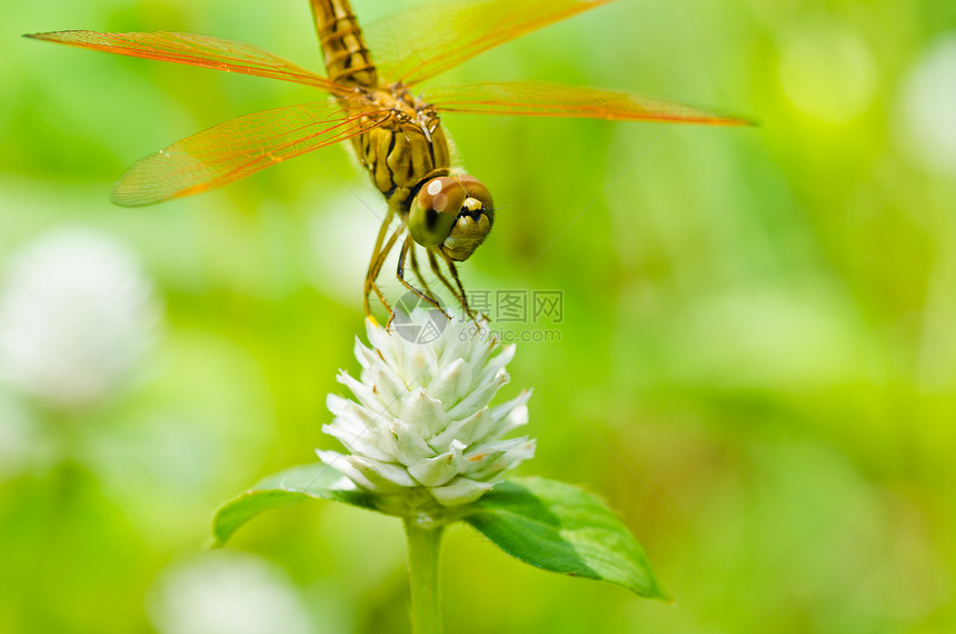 花园中的野生动物眼睛翅膀追逐者宏观绿色蜻蜓昆虫漏洞生活图片