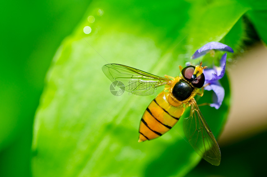 果果文件或绿色性质的鲜花文件翅膀宏观条纹动物学黄色蜜蜂昆虫苍蝇野生动物图片
