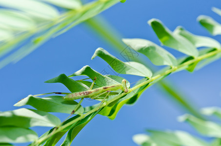 绿色螳螂绿性白蚁野生动物天线叶子螳螂绿色生活猎人爪子眼睛昆虫背景