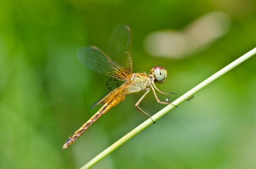 花园中的宏观眼睛生活翅膀追逐者蜻蜓绿色漏洞昆虫野生动物图片